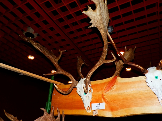 Chovatelská přehlídka trofejí Senica.