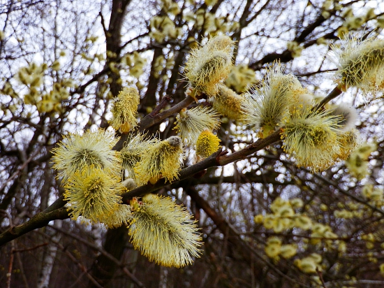Jarní.