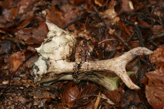 Někdy se oplatí jít do lesa když prší.