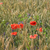 Dnešní první letní den.