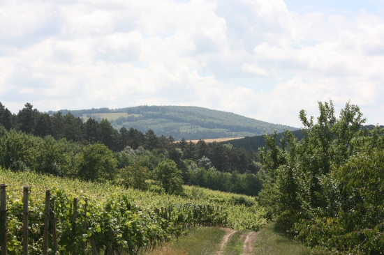 Kraj vína.