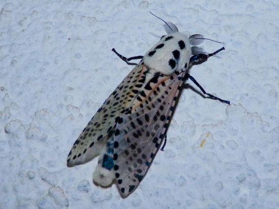 Noční návštěva.