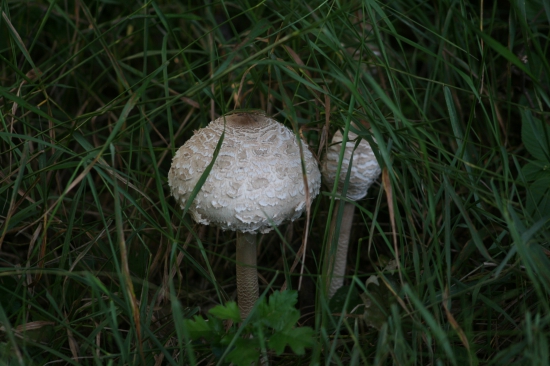 Kromě fotek i něco na večeři.  :)