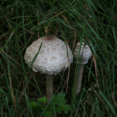 Kromě fotek i něco na večeři.  :)