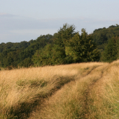 Podvečerní toulky.