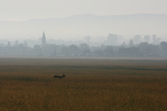 Ranní foto.