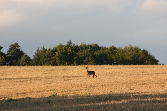 Podvečerní.