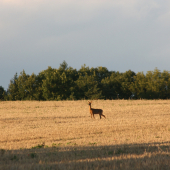 Podvečerní.