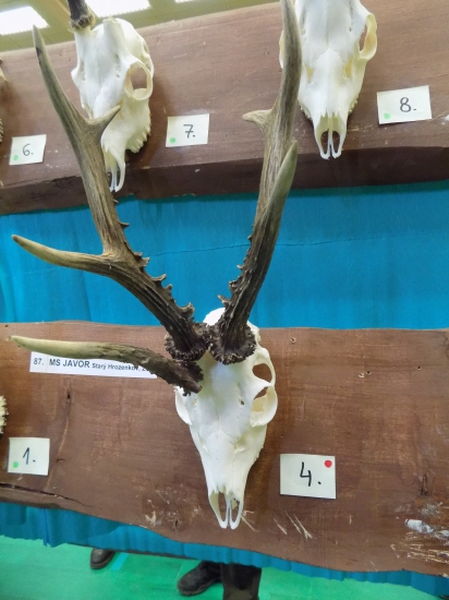 Přehlídka trofejí okres Uherské Hradiště