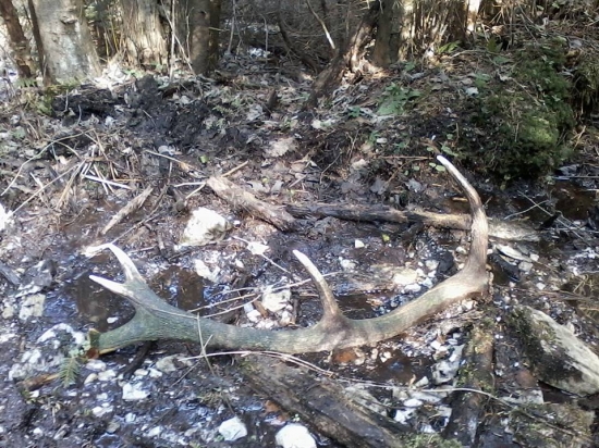 Konečne sa aj mne pošťastilo ..môj prvý :)