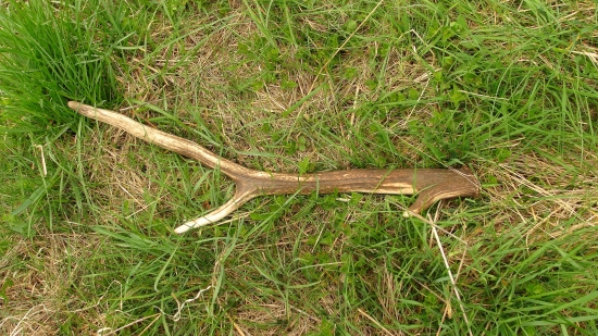 lúčniak :) 580g ....veľmi potešil.