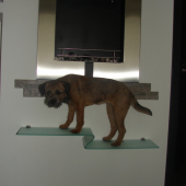 Nasa mala asi vyskoci vsade!