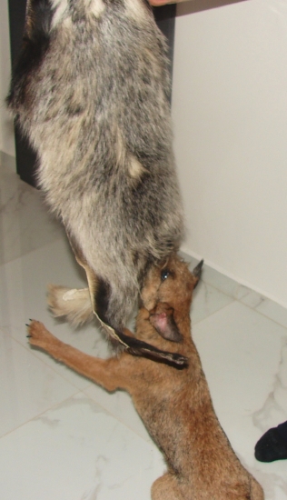 Asta a koza z jazveca