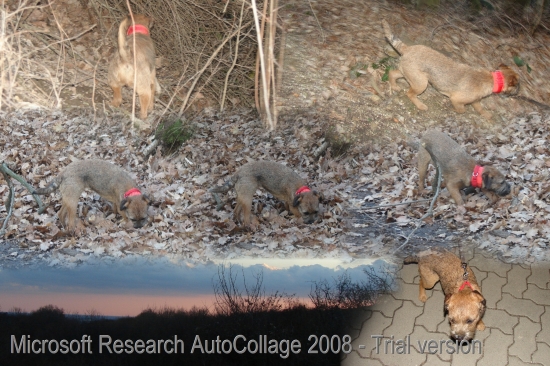 Medzi listami v lese pred zotmenim.