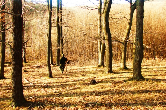 V lese - v stopach muza.