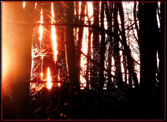 Ked tma prichadza do lesa!