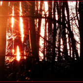 Ked tma prichadza do lesa!