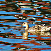 ...a okolo nej zrkadlo.....