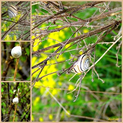 Cepaea vindobonensis - slimak pasikavy