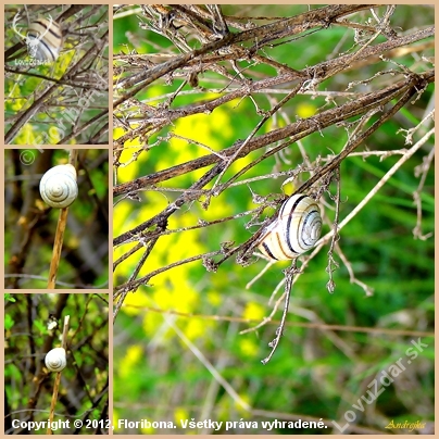 Cepaea vindobonensis - slimak pasikavy