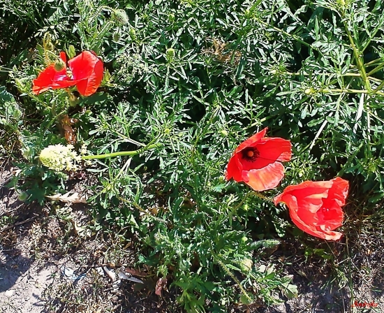 Uz sa to cervena!