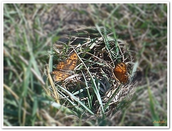 Tak krasne leteli......