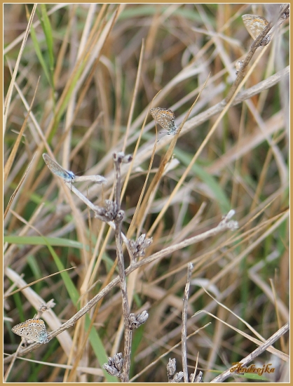 Akoby boli kvietkami.:)