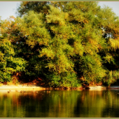 Pod stromcekom kacky!