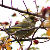 Medzi tŕňmi na svačinke.:)))