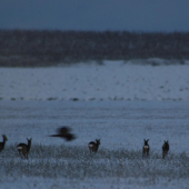 Zeby sa zlakli vtacika???