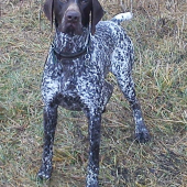 Ajko