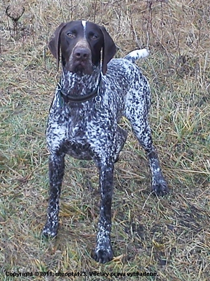 Ajko