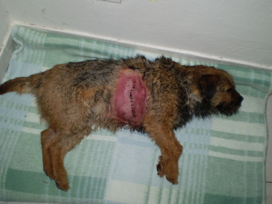 Takhle dopadla naše Kylie na naháňce