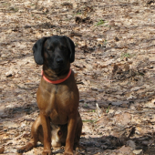 ARES