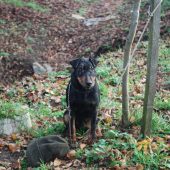 Veterán