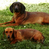 Bona a Ajda