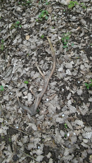 Ešte stále sa dajú nájsť