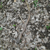 Ešte stále sa dajú nájsť