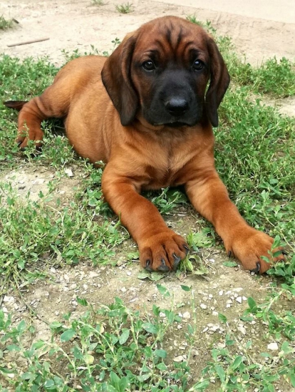 Axo spod Vápenných bokov