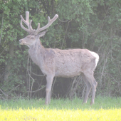 Pomaly rastú