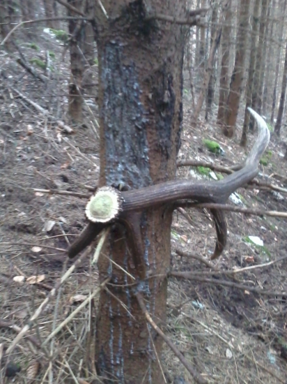 Silica 2 roky do zadu na strome