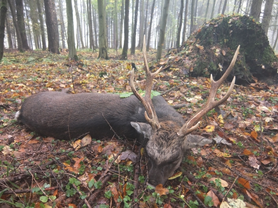 Sika