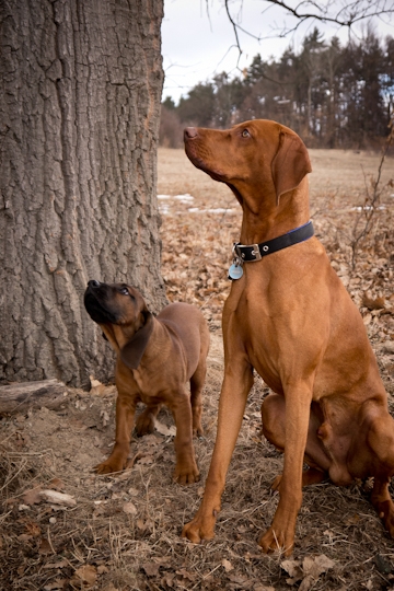 Flok a jeho kamoš Baxter