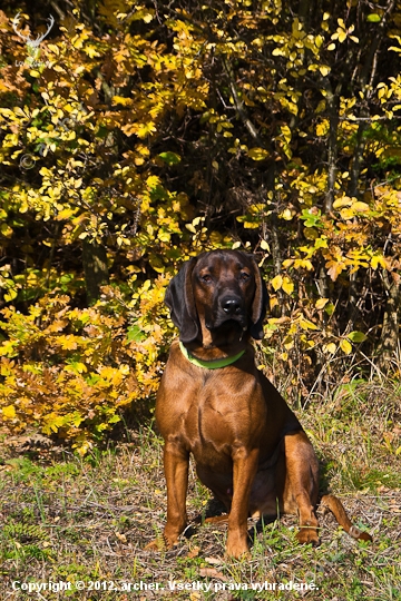 Flok, 9 mesiacov