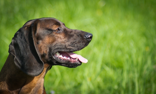 Flok t1 rok a 5 mesiacov