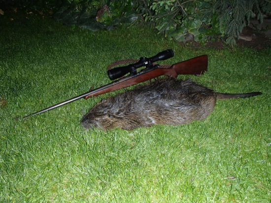 Nutria - jedna z väčších