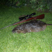 Nutria - jedna z väčších