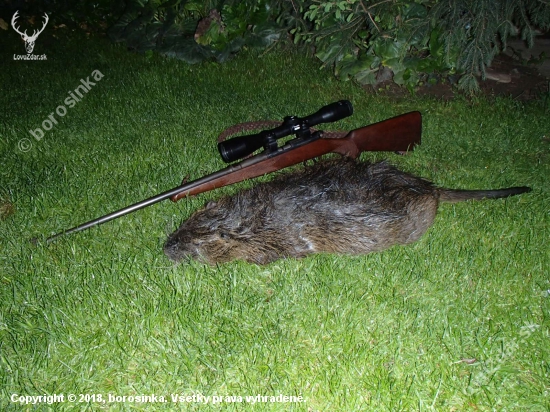 Nutria - jedna z väčších