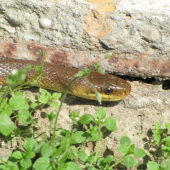 užovka