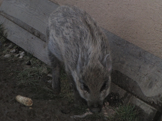 mišo